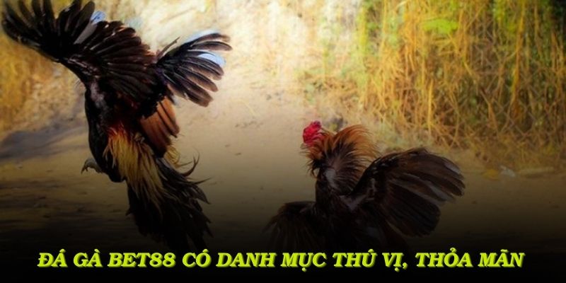 Đá gà Bet88 có danh mục thú vị, thỏa mãn mọi mong muốn về lối chơi 