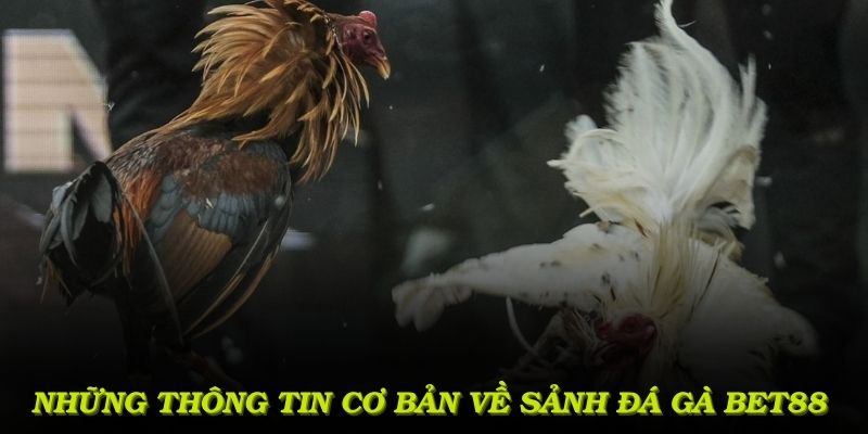 Những thông tin cơ bản cần nắm về sảnh đá gà Bet88